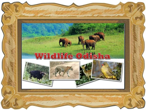 wildlife odisha