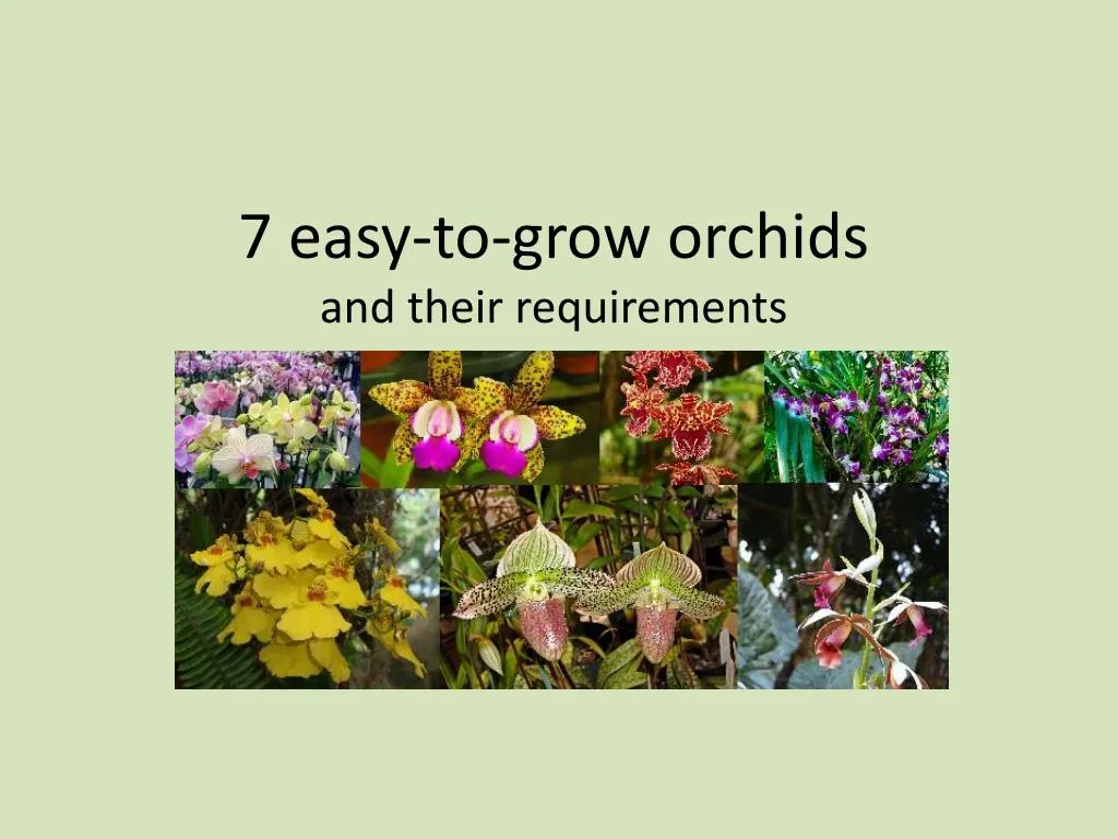 7 easy to grow orchids and their requirements