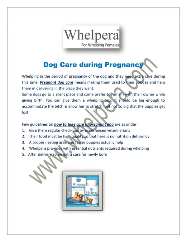 Dog Care during Pregnancy