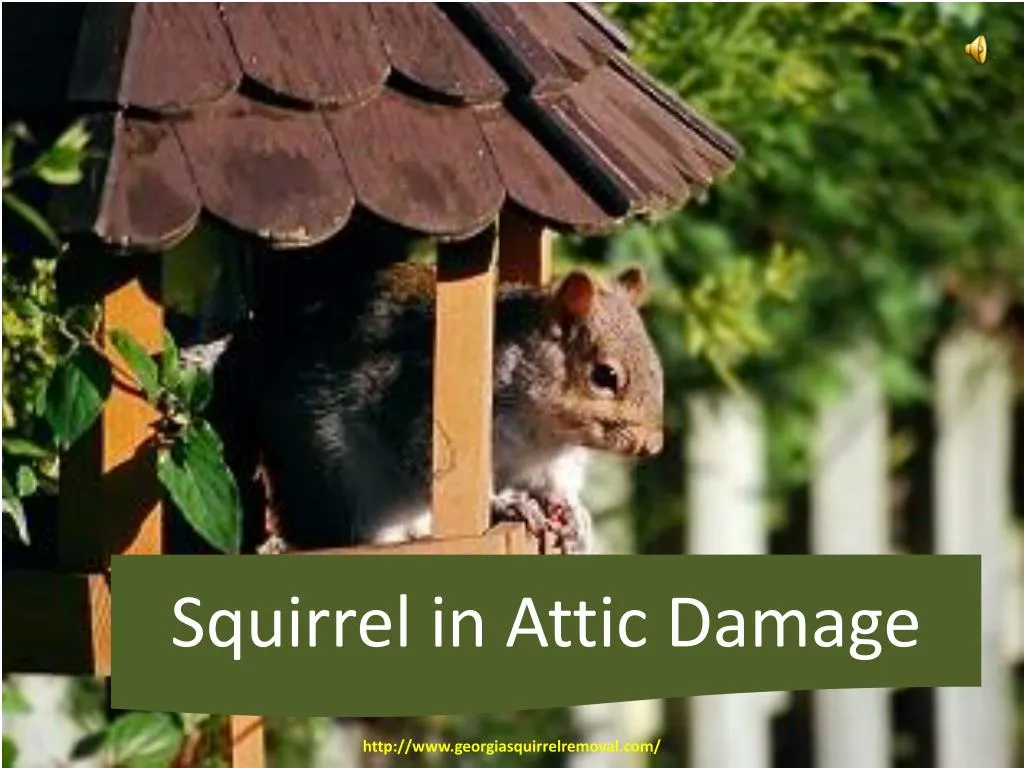 squirrel in attic damage
