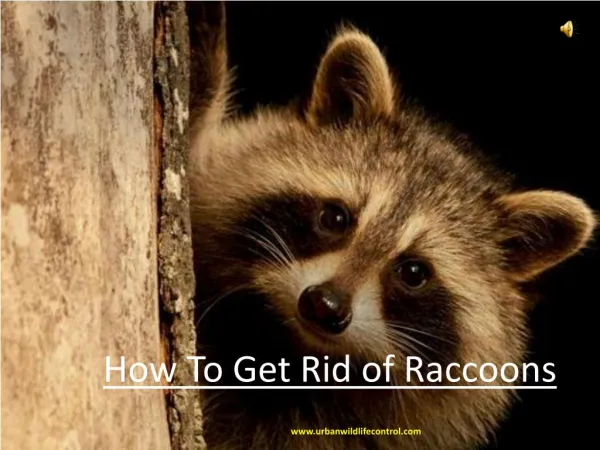 How To Get Rid of Raccoons?