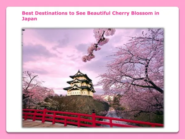 Beautiful Cherry Blossom in Japan