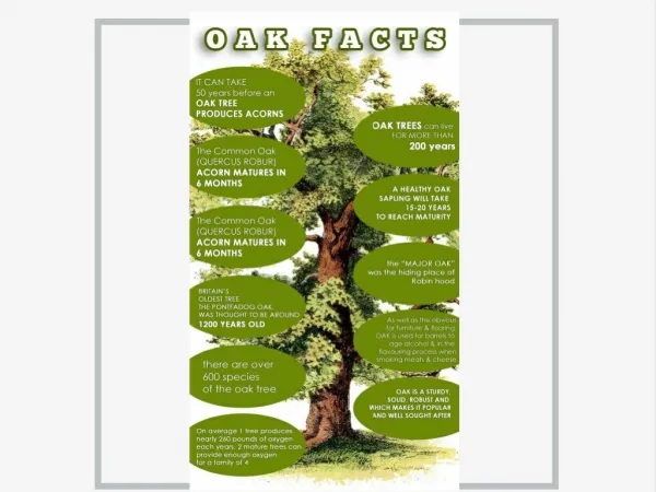 Facts About The Majestic Oak Tree