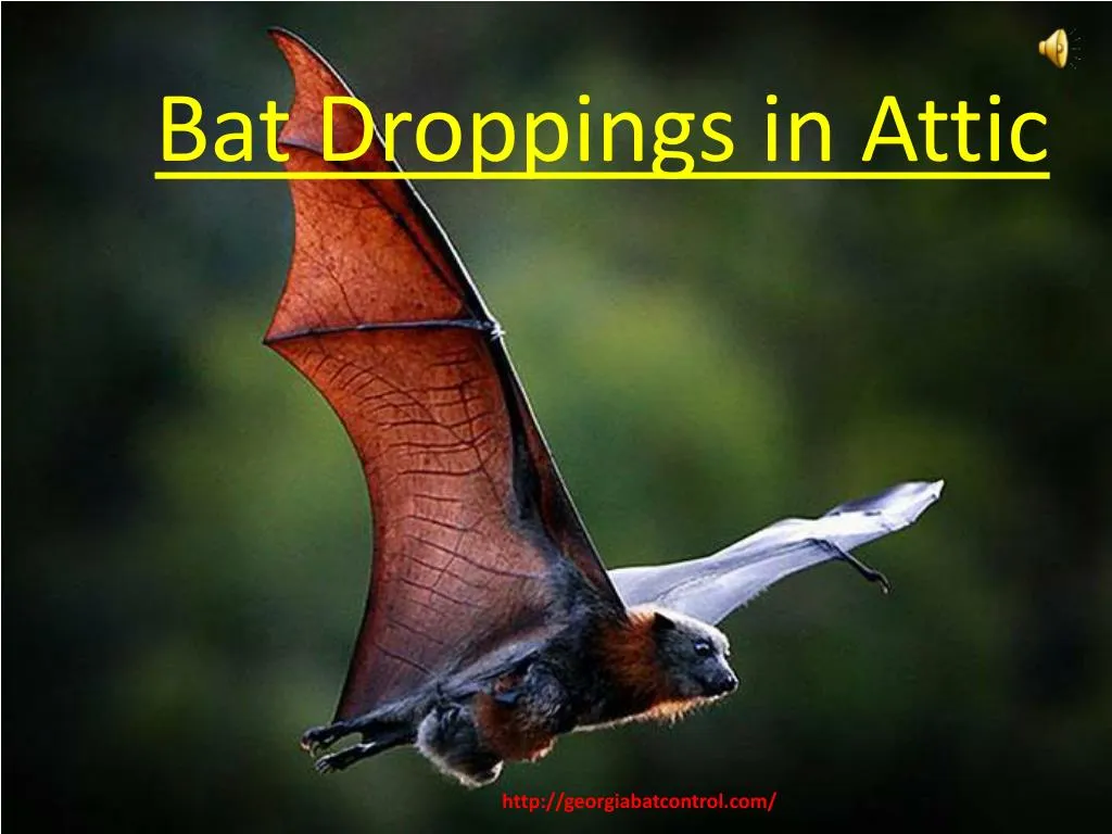 bat droppings in attic