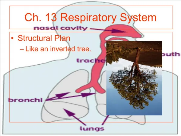 Ch. 13 Respiratory System