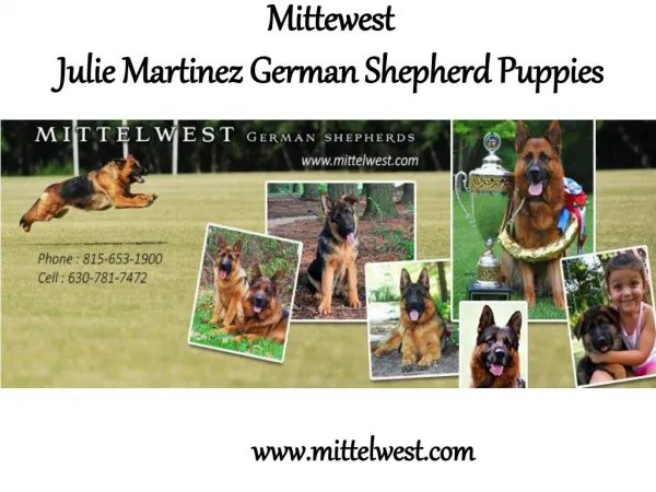 Mittewest.com - Julie Martinez German Shepherd Puppies