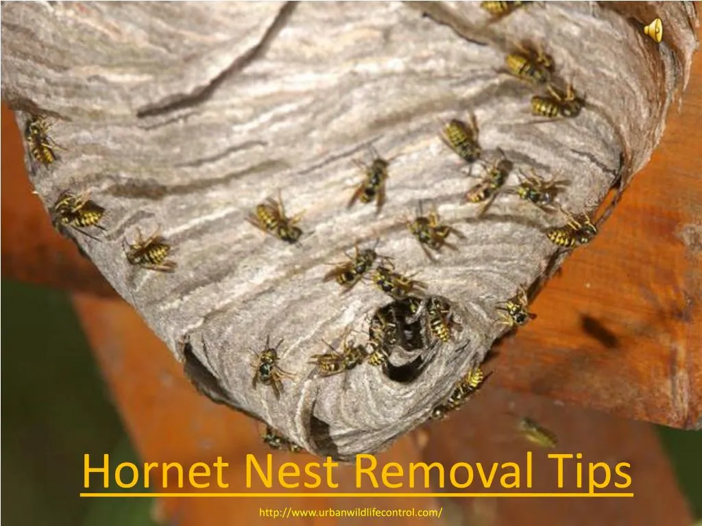 hornet nest removal tips
