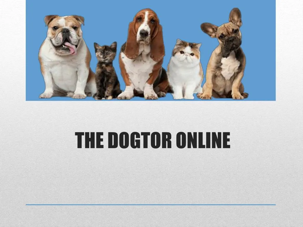 the dogtor online