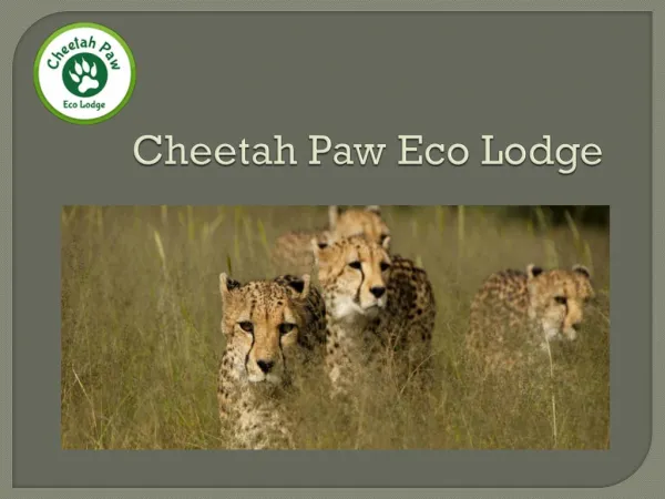 Feel close to nature at Cheetahpaw lodge