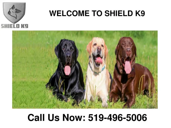 Shield K9 – Dog & Puppy Training | Online Products Store | Kitchener or Waterloo
