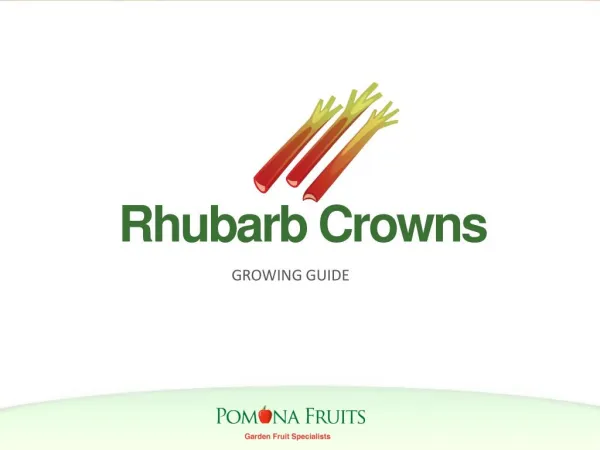 Rhubarb Crowns Growing Guide