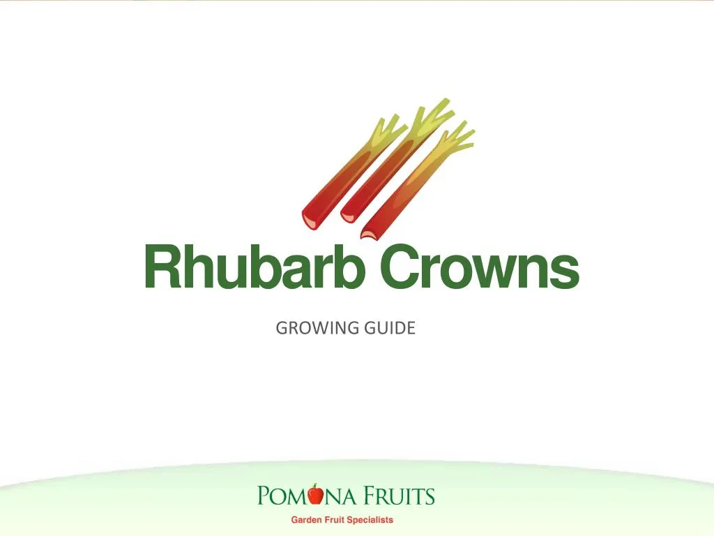 Rhubarb Crowns Growing Guide