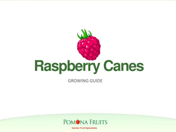 Raspberry Canes Growing Guide
