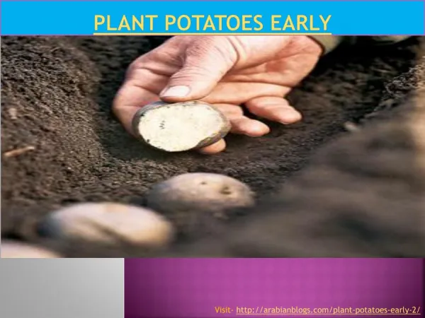 Plant Potatoes Early