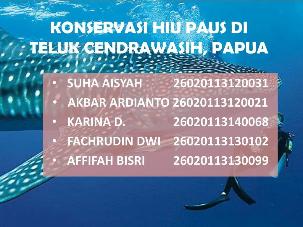 konservasi hiu paus di teluk cendrawasih papua