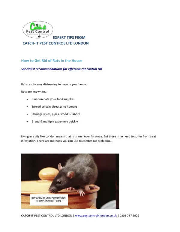 How to Get Rid of Rats in the House
