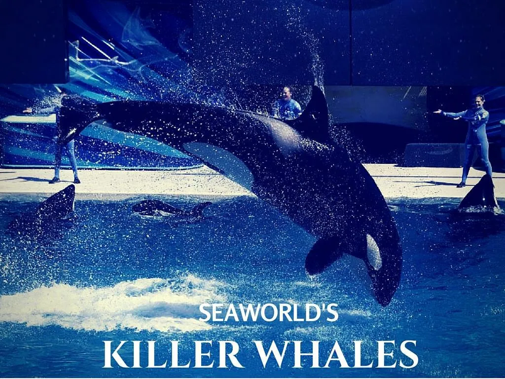 seaworld s executioner whales