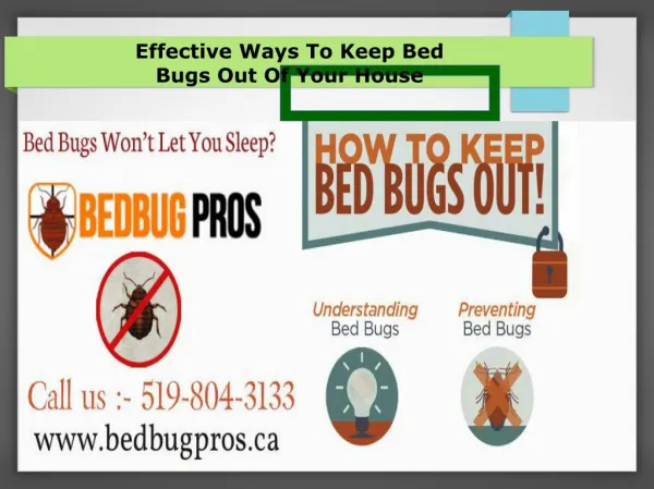 Effective Tips For The Bed Bug Removals - Bed Bug pros