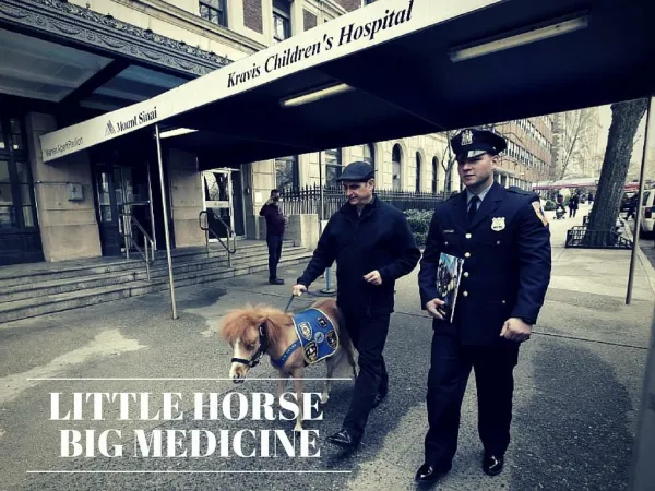 Little horse,big medicine