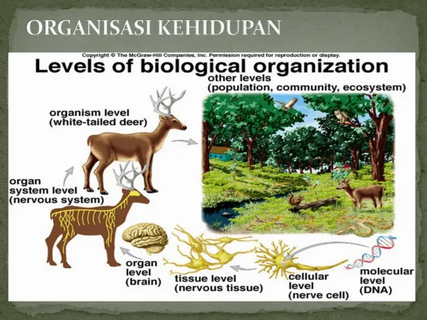 organisasi kehidupan