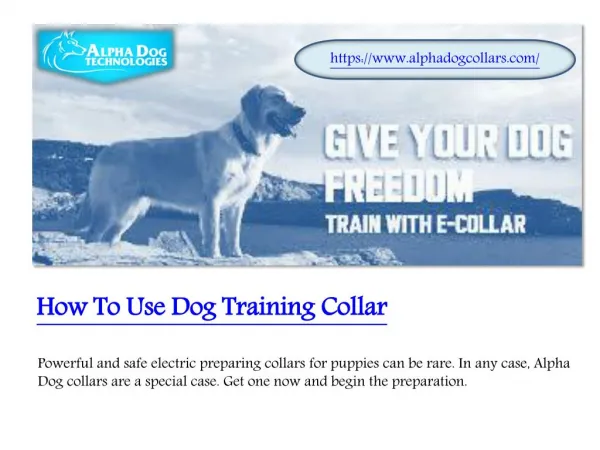How To Use Dog Training Collar