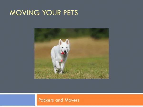 How to move your pets while relocating your home in chennai