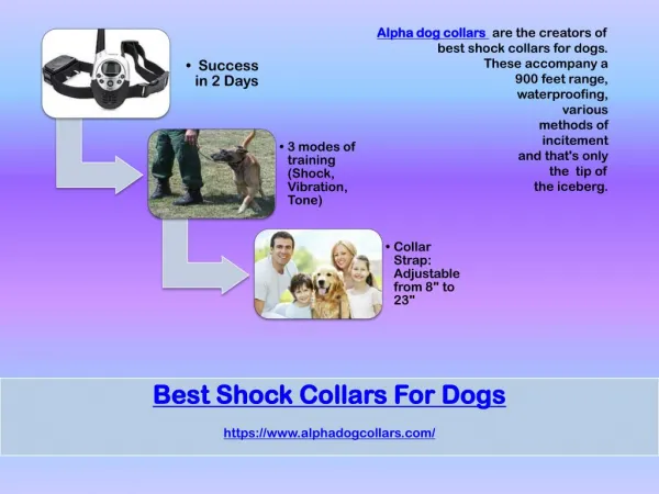 Best shock collars for dogs