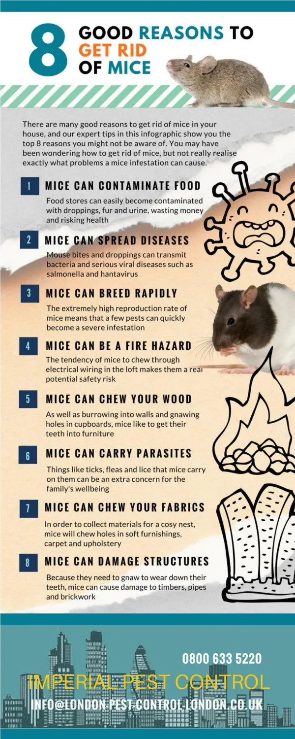 8 SENSIBLE REASONS WHY YOU SHOULD ERADICATE A MICE INFESTATION IN YOUR HOUSE