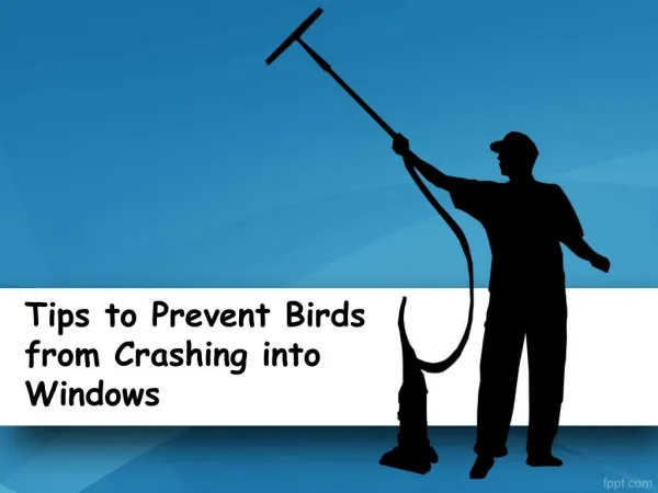 Tips to Prevent Birds from Crashing into Windows