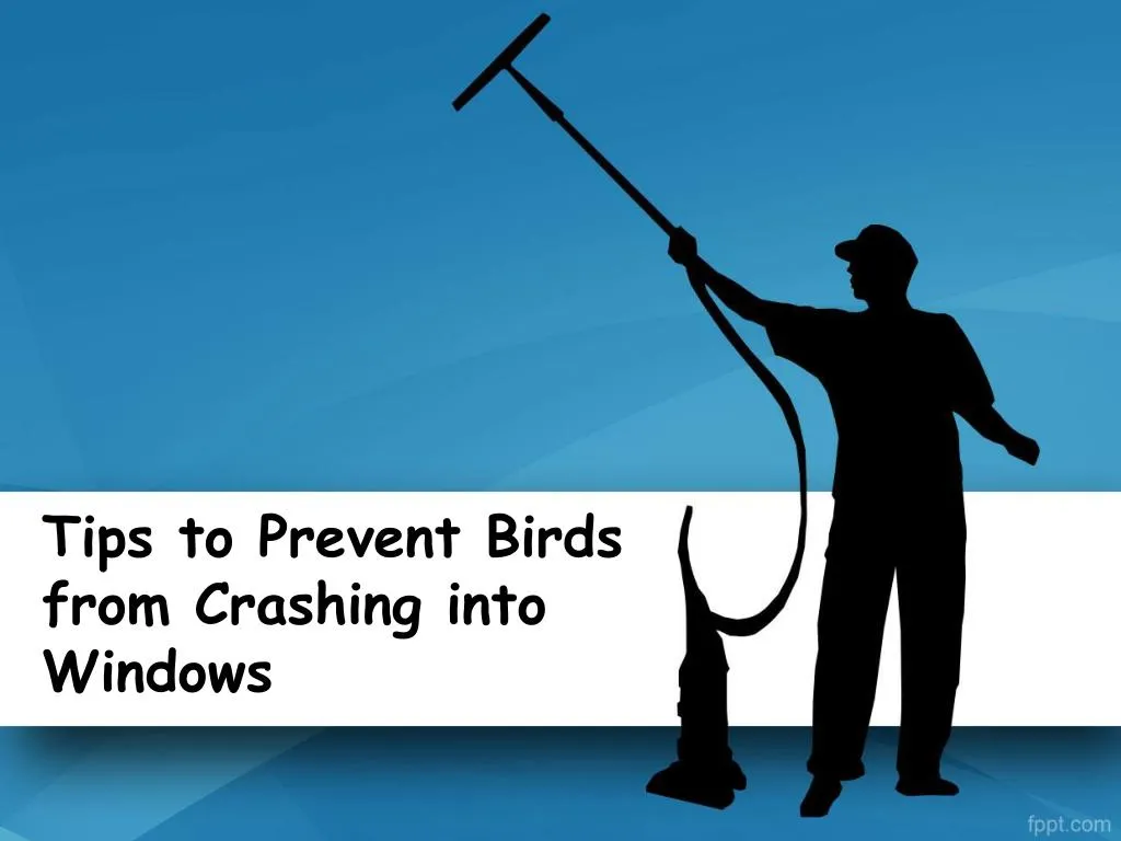 tips to prevent birds from crashing into windows
