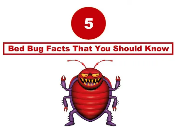 5 Bed Bug Facts That You Should Know