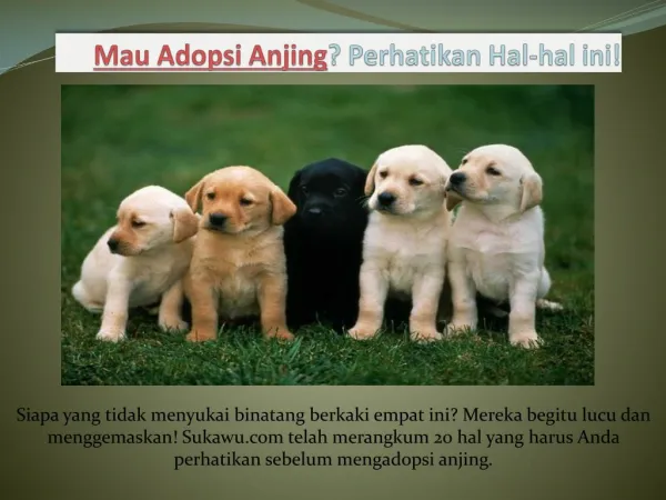 mau adopsi anjing perhatikan hal hal ini