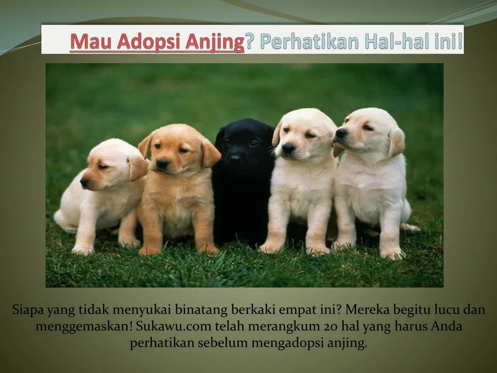 mau adopsi anjing perhatikan hal hal ini