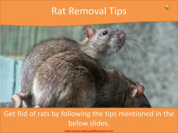 Rat Removal Tips
