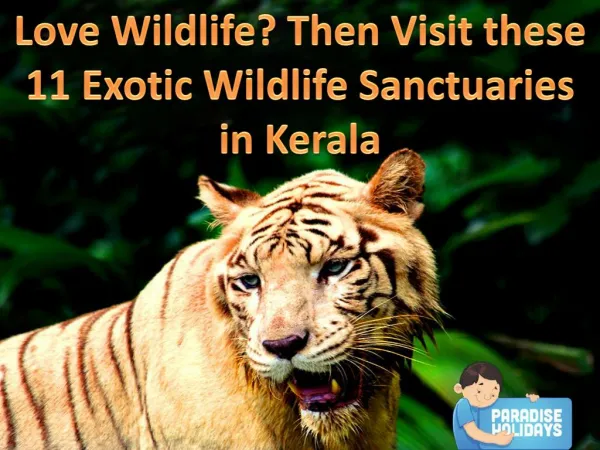 Love Wildlife? Then Visit the 11 Exotic Wildlife Sanctuaries in Kerala