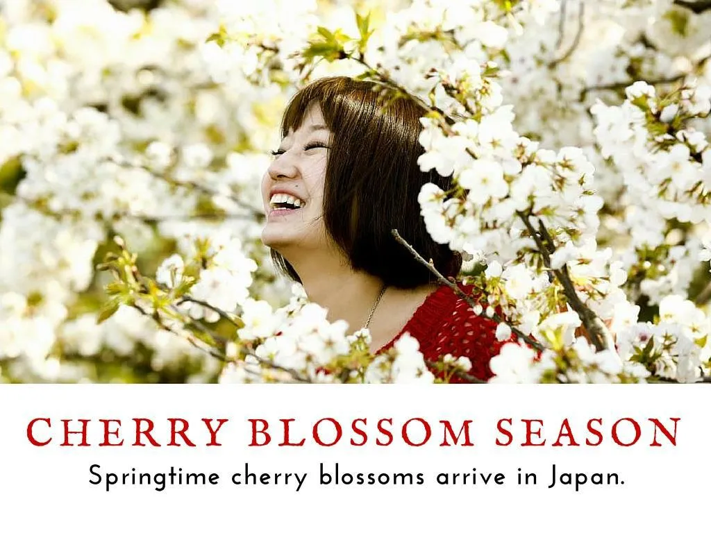 cherry bloom season