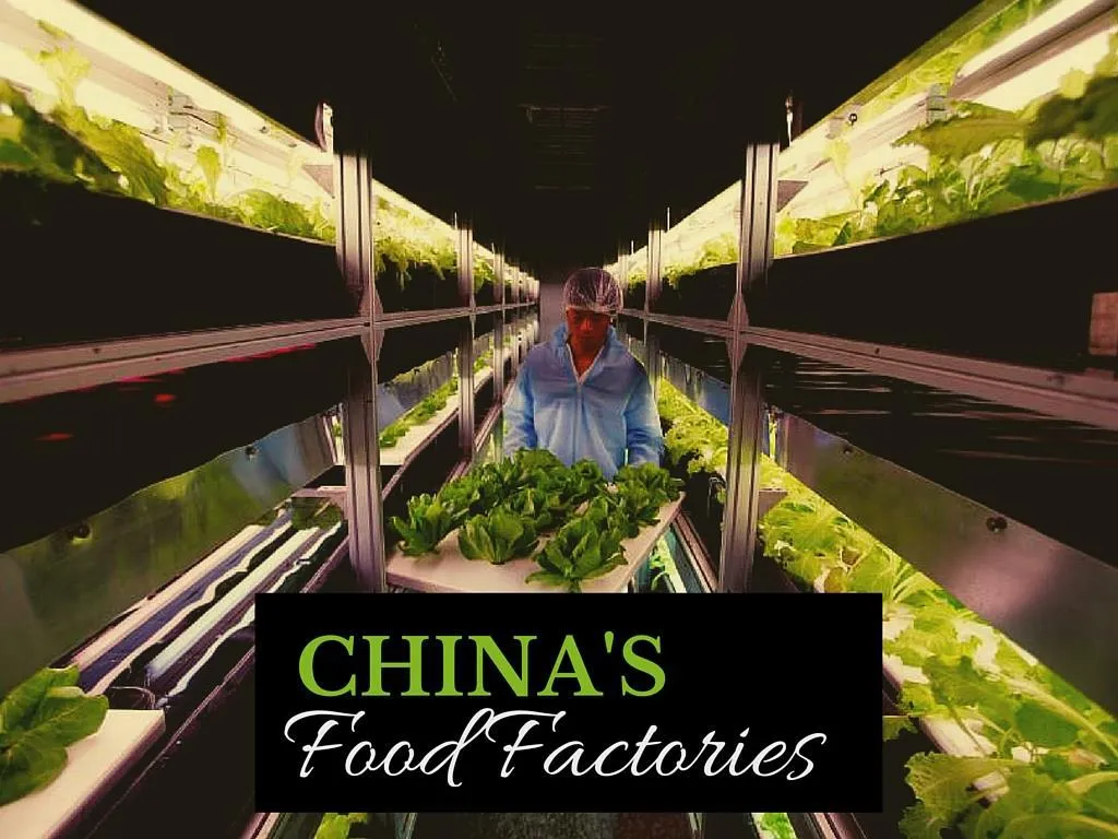 china s food factories