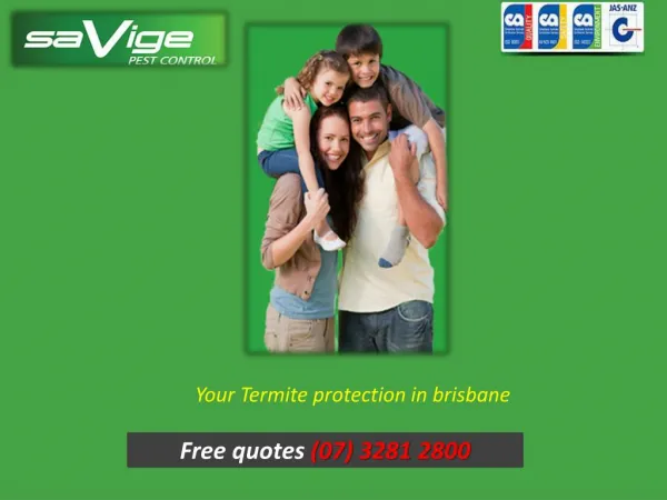 Your Termite protection in Brisbane - Savige Pest Control