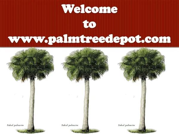 Sabal Palm: King of All Palms