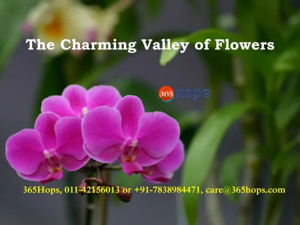The Charming Valley of Flowers