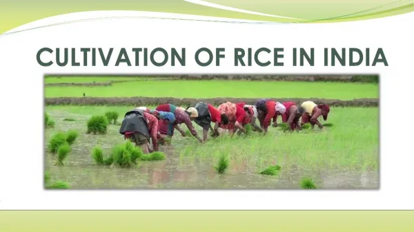 CULTIVATION OF RICE IN INDIA