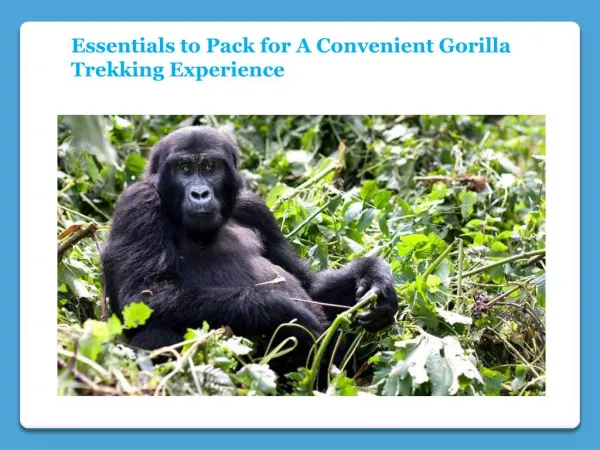 A Convenient Gorilla Trekking Experience