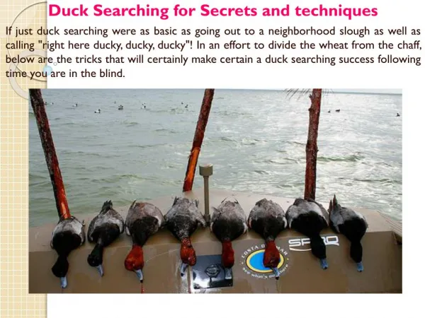 Duck Searching for Secrets and techniques