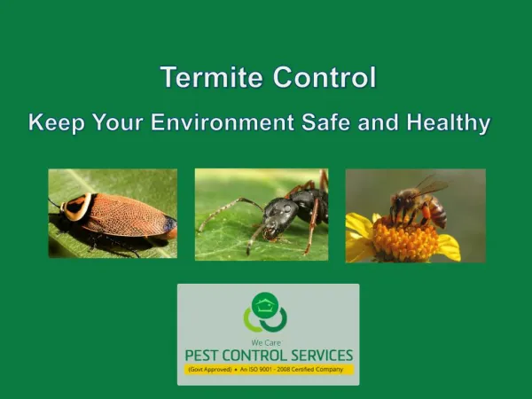 Termite Control - Keep Your Environment Safe and Healthy
