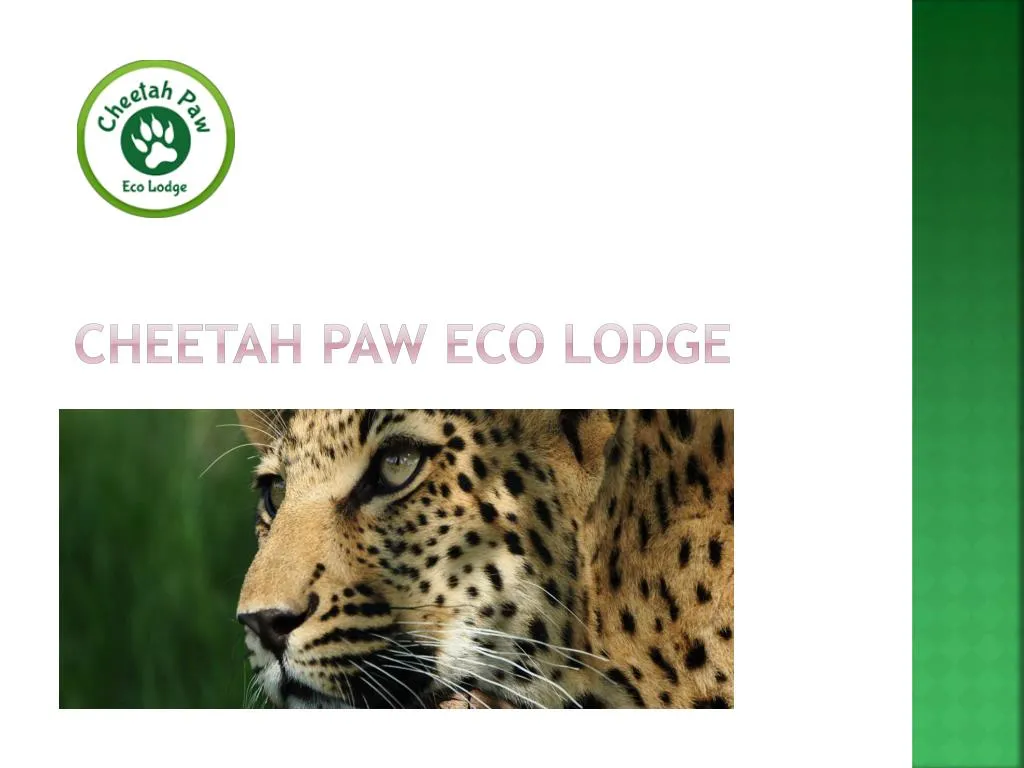 cheetah paw eco lodge