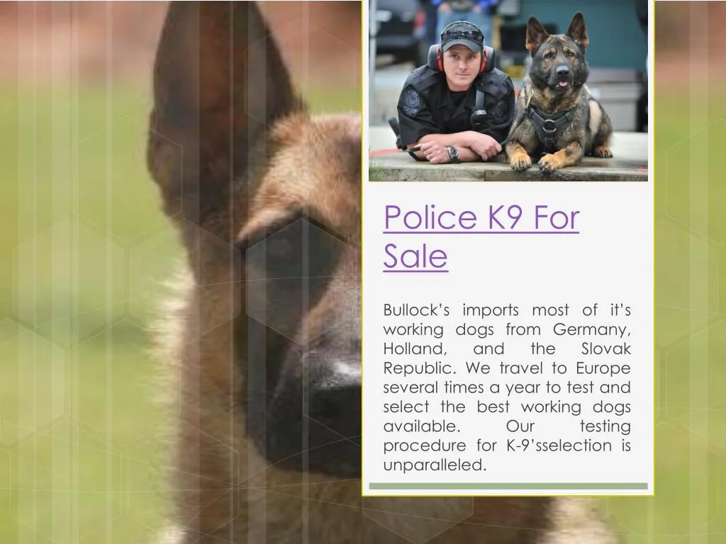 police k9 for sale