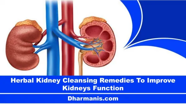 Herbal Kidney Cleansing Remedies To Improve Kidneys Function