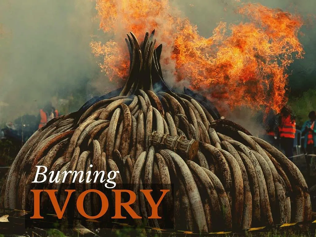 blazing ivory