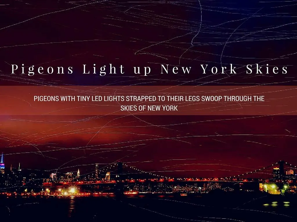 pigeons enlighten new york skies