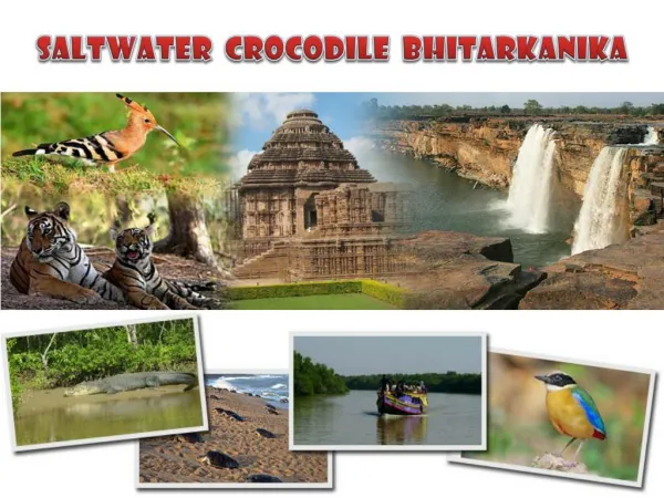 saltwater crocodile bhitarkanika